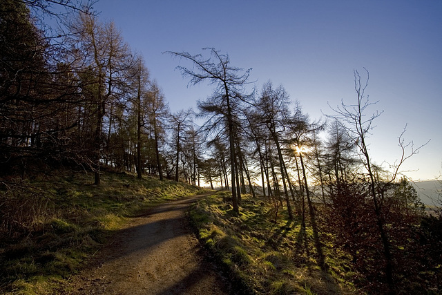 Afternoon larches 1