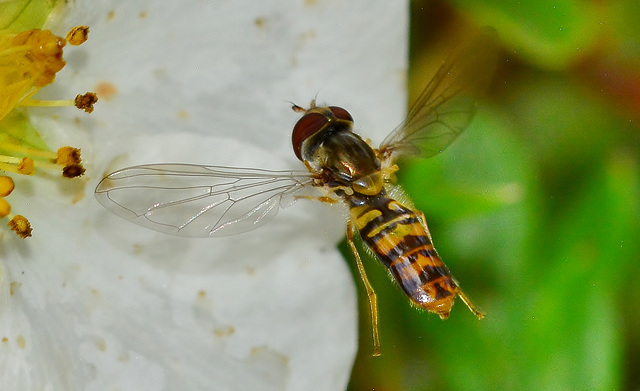 Hovering Hoverfly!!