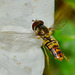 Hovering Hoverfly!!