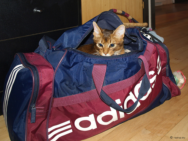 Ivanhoe in sports bag