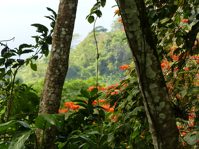 Main Ridge Forestry Reserve, Tobago, Day 2