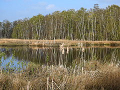 20170404 0080CPw [D~MI] Rohrkolben, Birke, Großes Torfmoor, Hille