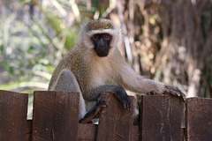 On the fence