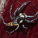 Spider IMG_7299