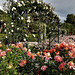 Rose Garden, El Retiro Park, Madrid
