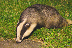 Late night Visitors - two badgers hoovering up the scraps under the bird feeders
