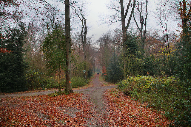 Weg im Schellenberger Wald (Essen-Heisingen) / 1.12.2019