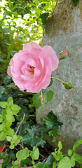 Garden Rose