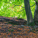 Beech leaves beginning to fall