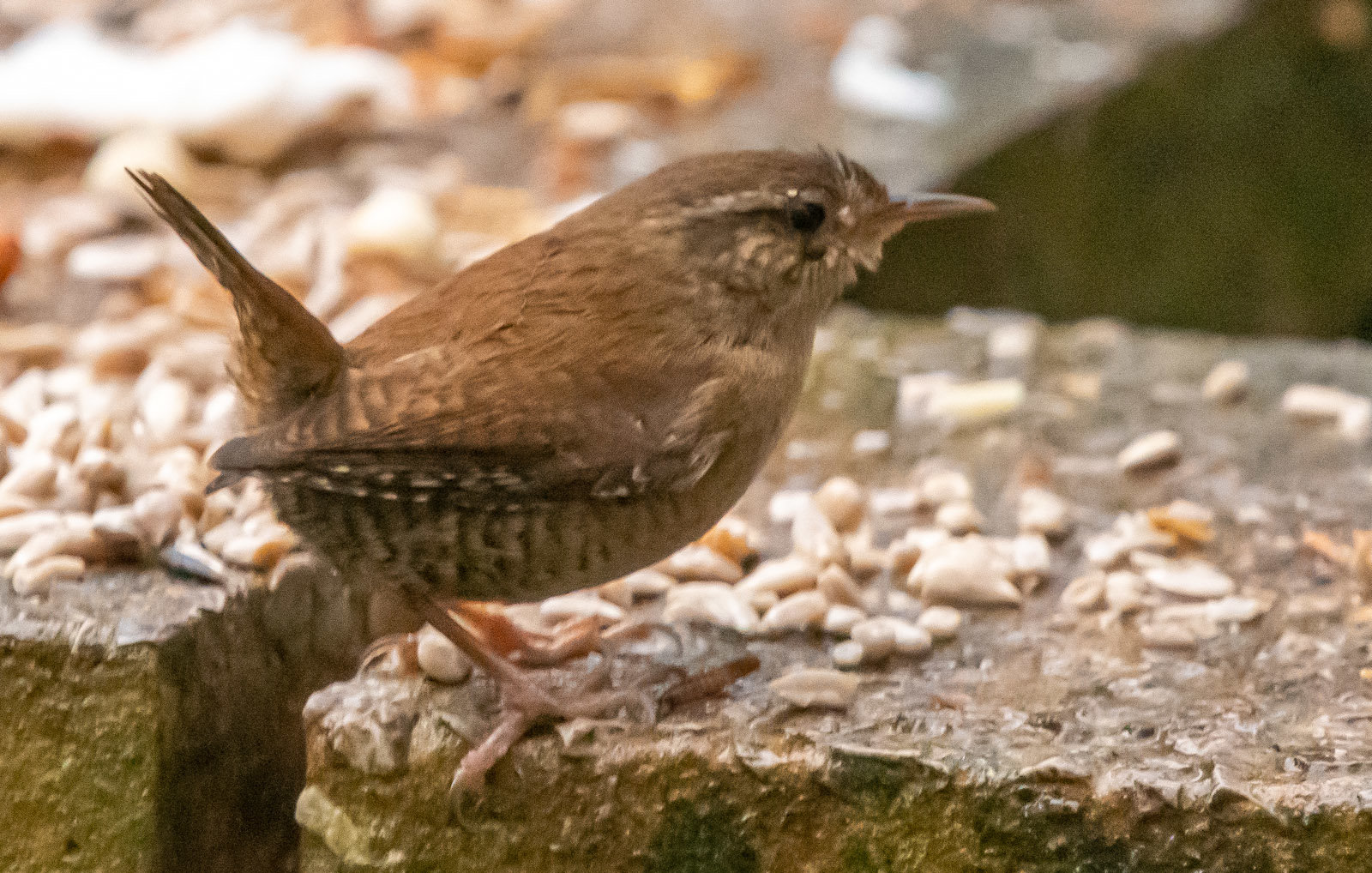 Wren