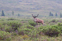 Caribou