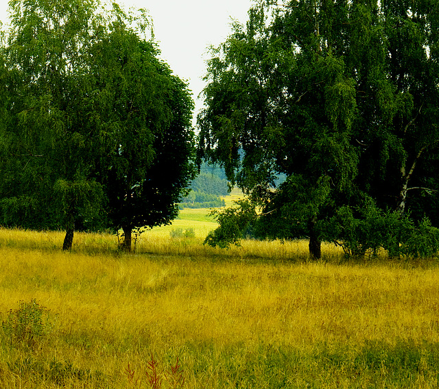 Wald, Benneckenstein