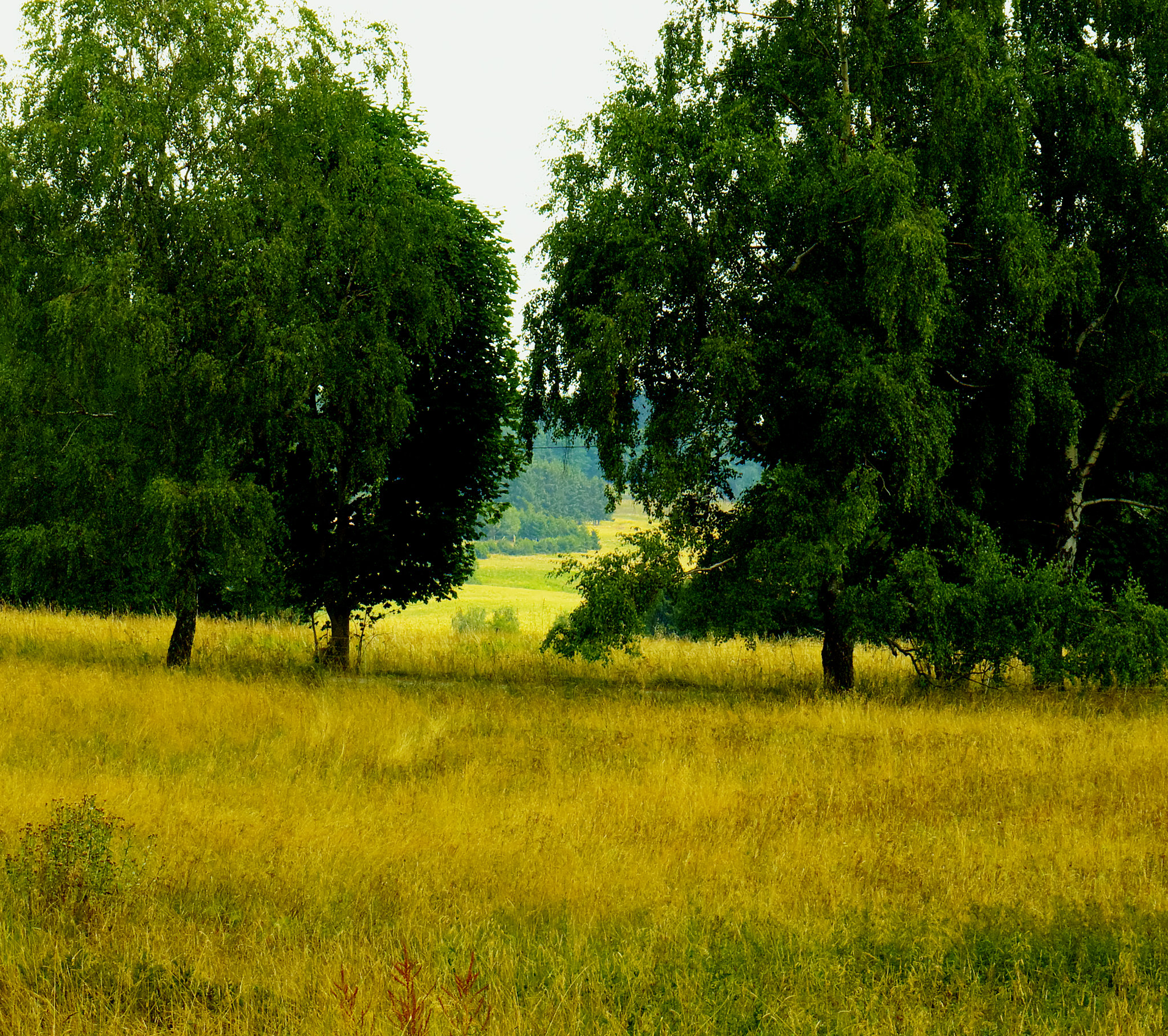 Wald, Benneckenstein