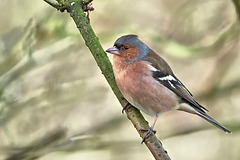 Chaffinch (M) - Fringilla coelebs