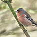 Chaffinch (M) - Fringilla coelebs