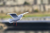 Black-Headed Gull in Flight