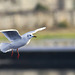 Black-Headed Gull in Flight