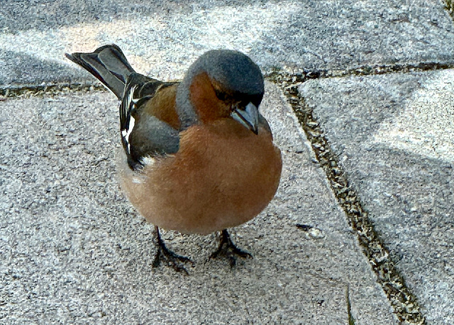 'Moin Buchfink' :)