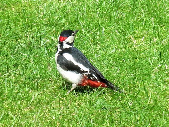 Great Spotted Woodpecker