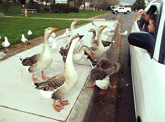 Bread line