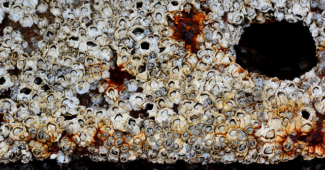 Barnacle encrusted timber