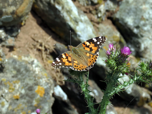 Painted Lady