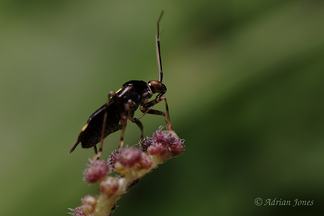 Liocoris tripustulatus