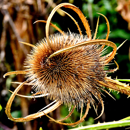 Teasel 1