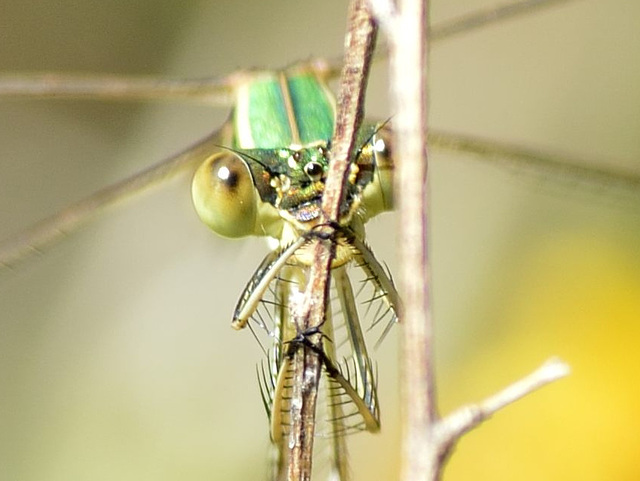 Migrant Spreadwing - Lestes barbarus (4a)