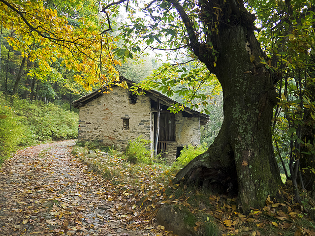 The road in the forest, while the leaves fall