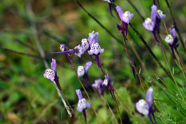 Linaria amethystea