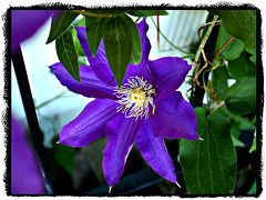 Clematis