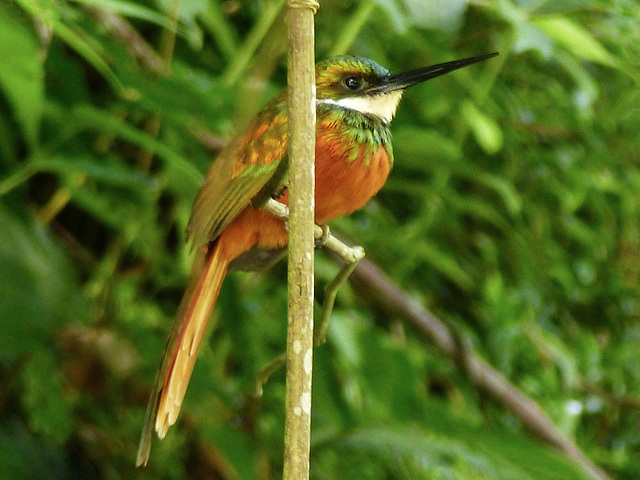 Rufous-tailed Jacamar, Tobago, Day 2