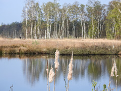 20170404 0081CPw [D~MI] Rohrkolben, Birke, Großes Torfmoor, Hille