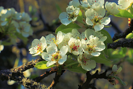 Blüten Birnbaum