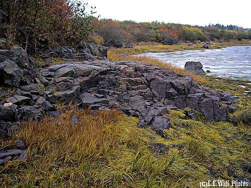 Rocky Shore at Grays Cove