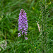 Marsh Orchid