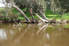 Reflections In The Swan River