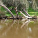 Reflections In The Swan River