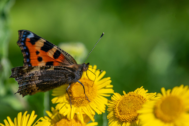 Tortoishell butterfly