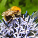 20220710 1391CPw [D~LIP] Kugeldistel, Ackerhummel (Bombus pascuorum), Bad Salzuflen