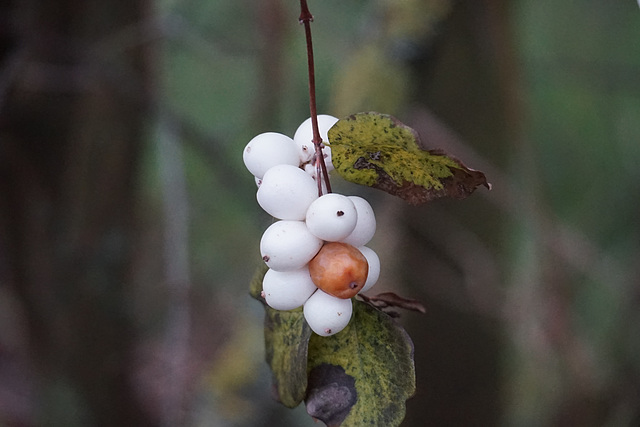 Schneebeeren mit Farbvariante