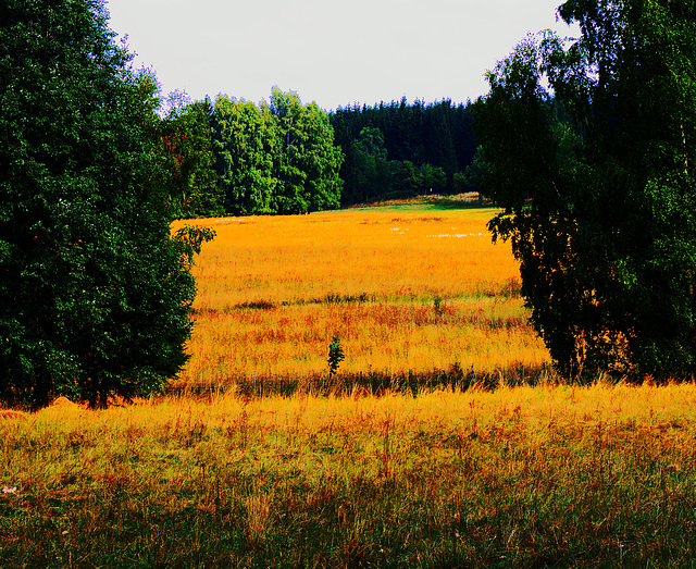 Wald, Benneckenstein