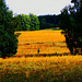 Wald, Benneckenstein