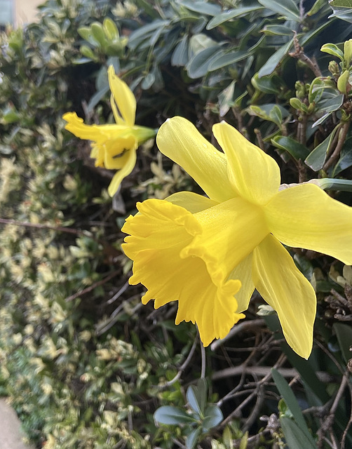 Wild Daffodil