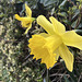 Wild Daffodil