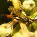 EF7A4315 Wasp