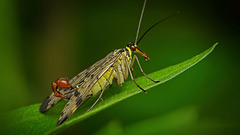 Die Gemeine Skorpionsfliege (Panorpa communis) hat sich vorgestellt :)) The common scorpion fly (Panorpa communis) has introduced itself :)) La mouche scorpion commune (Panorpa communis) s'est présentée :))