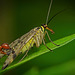 Die Gemeine Skorpionsfliege (Panorpa communis) hat sich vorgestellt :)) The common scorpion fly (Panorpa communis) has introduced itself :)) La mouche scorpion commune (Panorpa communis) s'est présentée :))