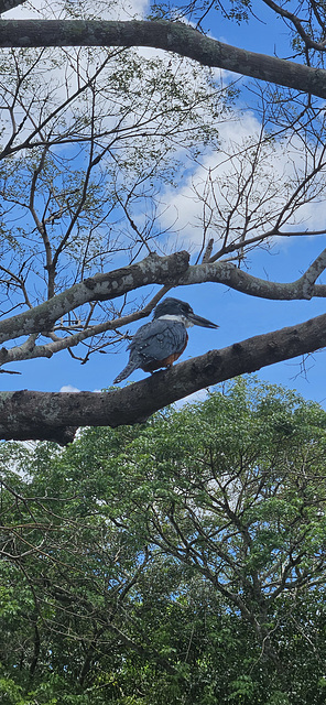Perched Kingfisher